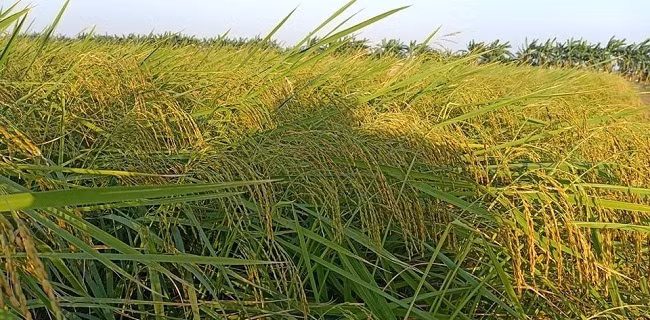 Khi có khách đặt hàng thì mang ra xay xát rồi đóng bao, hút chân không để giữ được hương vị một cách tốt nhất. Ảnh: Dân Việt.