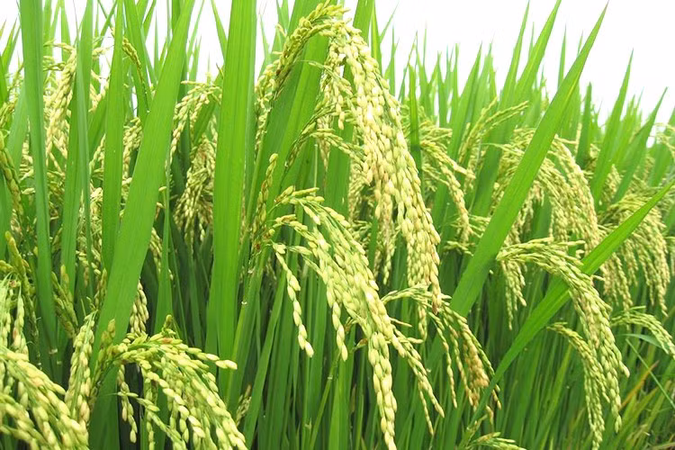 Diện tích trồng lúa tám xoan ở Hải Hậu được khoanh vùng ngăn cách với khu vực cấy lúa của nhân dân bằng hàng rào điền thanh và chuối nhằm ngăn việc phát tán, xâm lấn của giống lúa khác cũng như giảm tối đa sự ảnh hưởng của cánh đồng khác khi họ dùng thuốc bảo vệ thực vật. Ảnh: Internet.