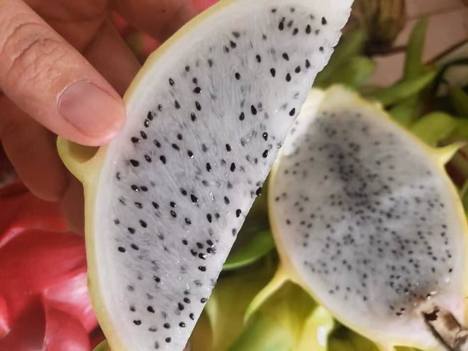 Vì sao thanh long ruột như thạch dừa giá “chát” vẫn “cháy hàng“? Vi sao thanh long ruot nhu thach dua gia “chat” van “chay hang“?