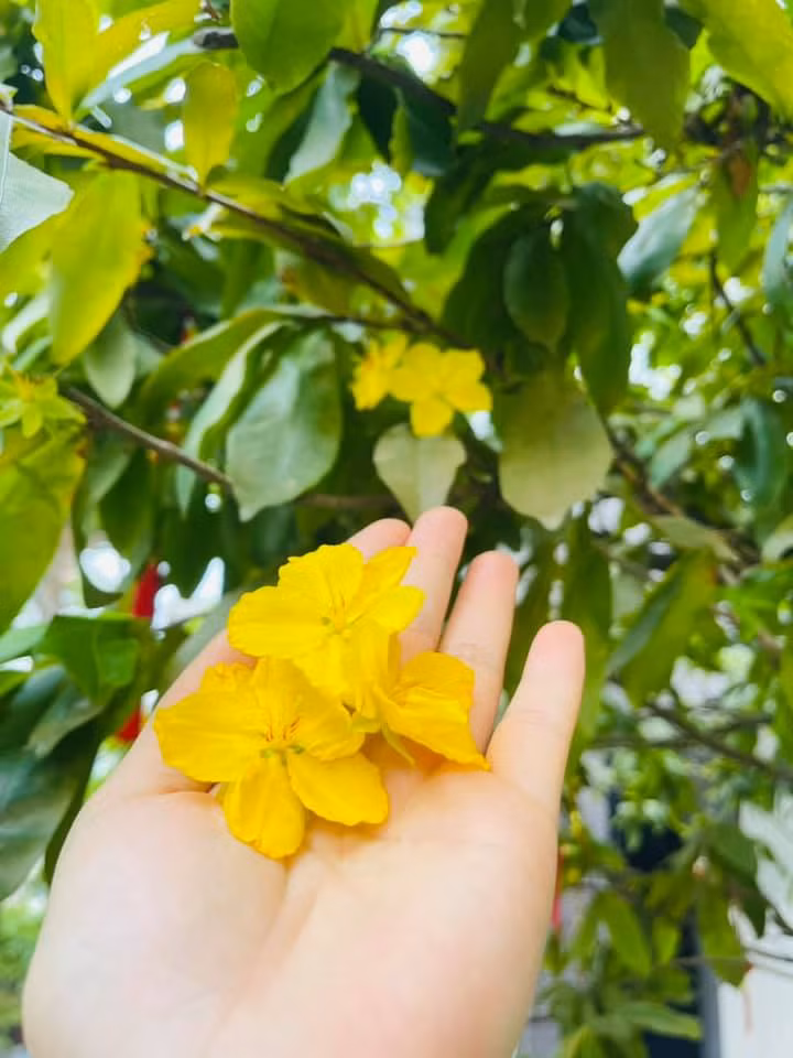 Nhành mai nở rộ vào tháng 9. Nguồn ảnh: FBNV