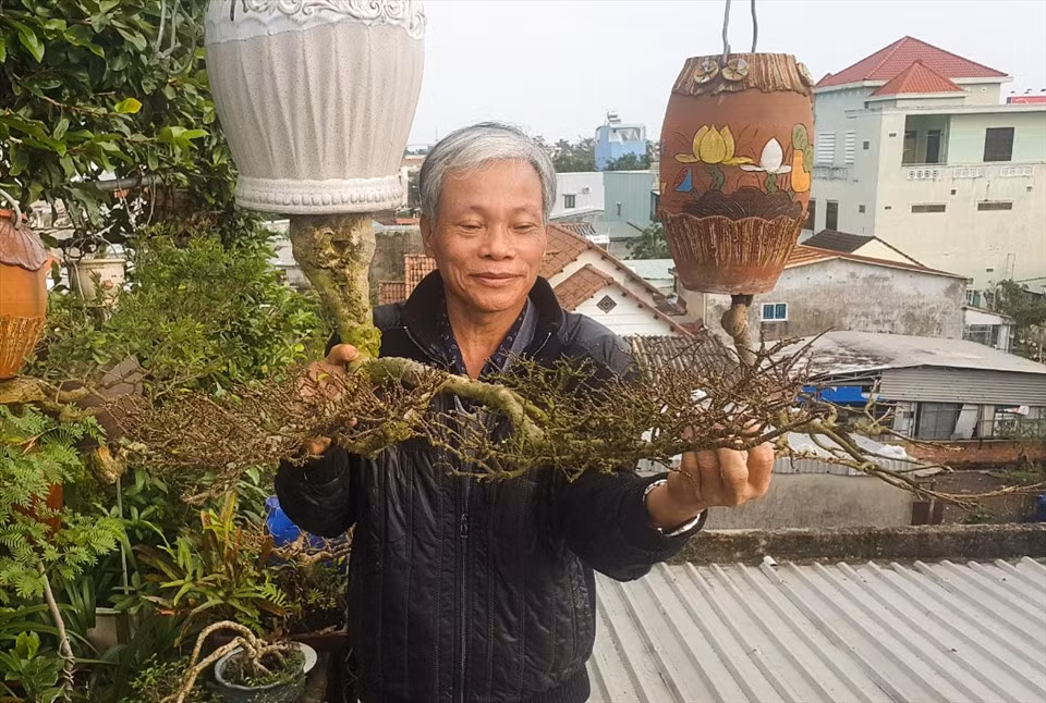 Ông Lê Thạnh (trú tại TP Tam Kỳ, Quảng Nam) nổi tiếng với những chậu bonsai mọc ngược độc nhất vô nhị. Nhờ đó, ông được nhiều người gọi là "dị nhân" bonsai ngược và được ghi danh vào sách kỉ lục Việt Nam. Ảnh: Lao động