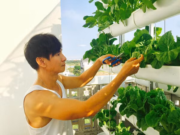 Vợ chồng Lý Hải - Minh Hà cũng đầu tư hàng chục triệu đồng để làm vườn rau thủy canh trên sân thượng. Ảnh: FBNV.