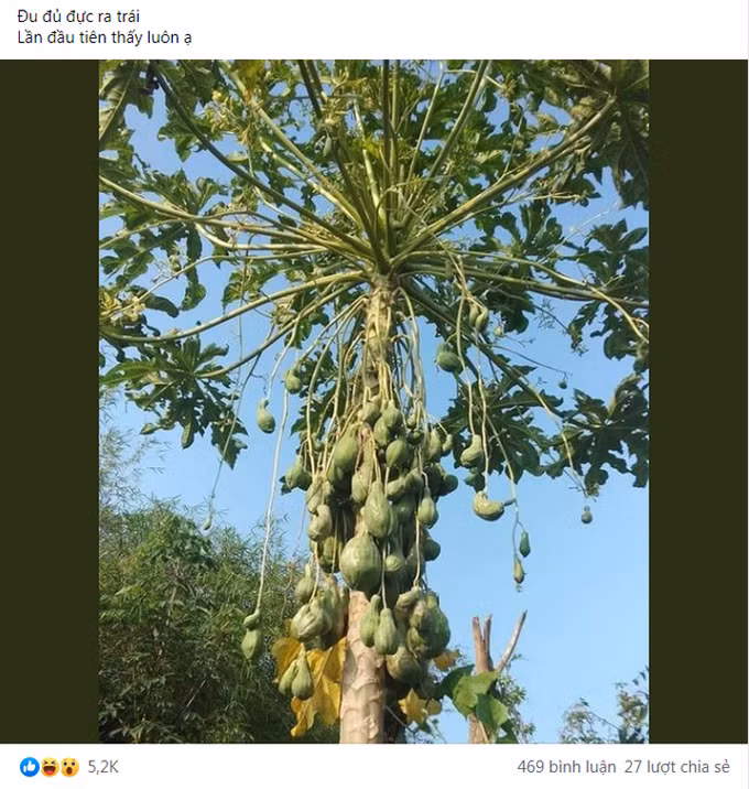 Một cây đủ đủ đực đột biến cho trái sai trĩu quả khiến dân mạng xôn xao. Ảnh: Facebook