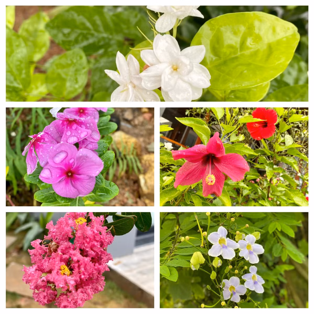 Hoa lá điểm tô nét duyên dáng cho không gian sống của gia chủ.