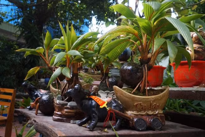 Theo anh Đinh Ngọc Hiếu, cây dừa trồng từ khoảng tháng 5, tháng 6 âm lịch. Trong khi đó, phần biểu tượng của chú trâu đã được lên mẫu ý tưởng, sau đó làm nên sản phẩm. Ảnh: Tiền phong.