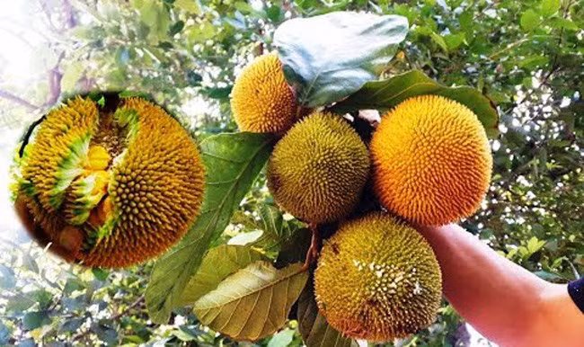 Mít rừng mọc tự nhiên ở các tỉnh Tây Nguyên cũng được nhiều chị em săn lùng. Mít rừng bán lẻ khoảng 35.000 đồng/ quả, tính ra mỗi cân khoảng 100.000 đồng. Ảnh: Facebook