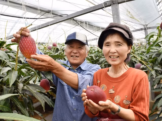 Hoa xoài nở sau một tháng ra nụ. Sau khi thụ phấn, những quả nhỏ sẽ bị cắt bỏ, giữ lại những quả lớn, đây là cách để tập trung dinh dưỡng cho các quả phát triển tốt.