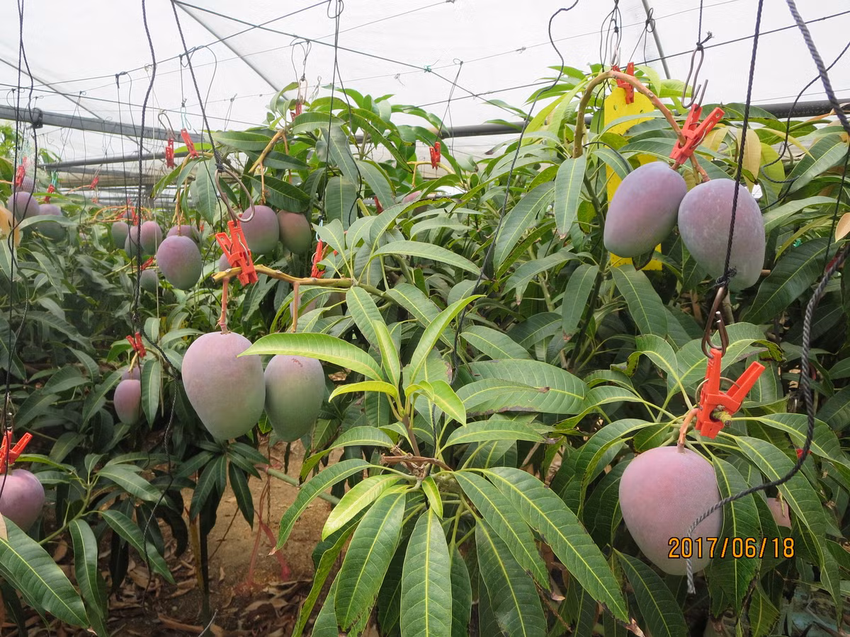 Nằm trên đảo Kyushu ở miền Nam Nhật Bản, khí hậu nhiệt đới và lượng mưa lớn của tỉnh Miyazaki khiến nơi đây trở thành nơi lý tưởng để trồng trái cây.