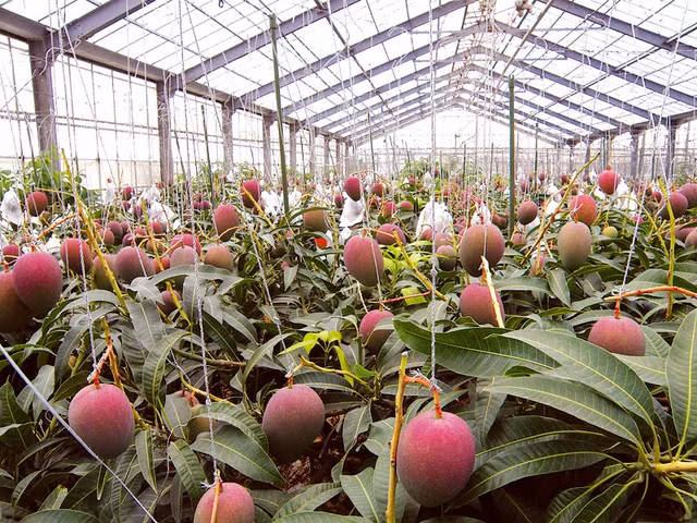 Nguồn nước dùng để cung cấp cho cây xoài phải đảm bảo sạch, tinh khiết. Theo đó, người trồng lấy nước từ dòng suối tự nhiên đưa về hồ chứa được xây dựng ngay trong trang trại.