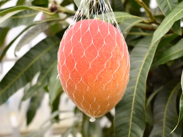 Thay vì tự tay hái thủ công, những quả xoài loại này sẽ tự rụng ngay bên trong lưới giúp quả đạt được độ chín hoàn hảo nhất,