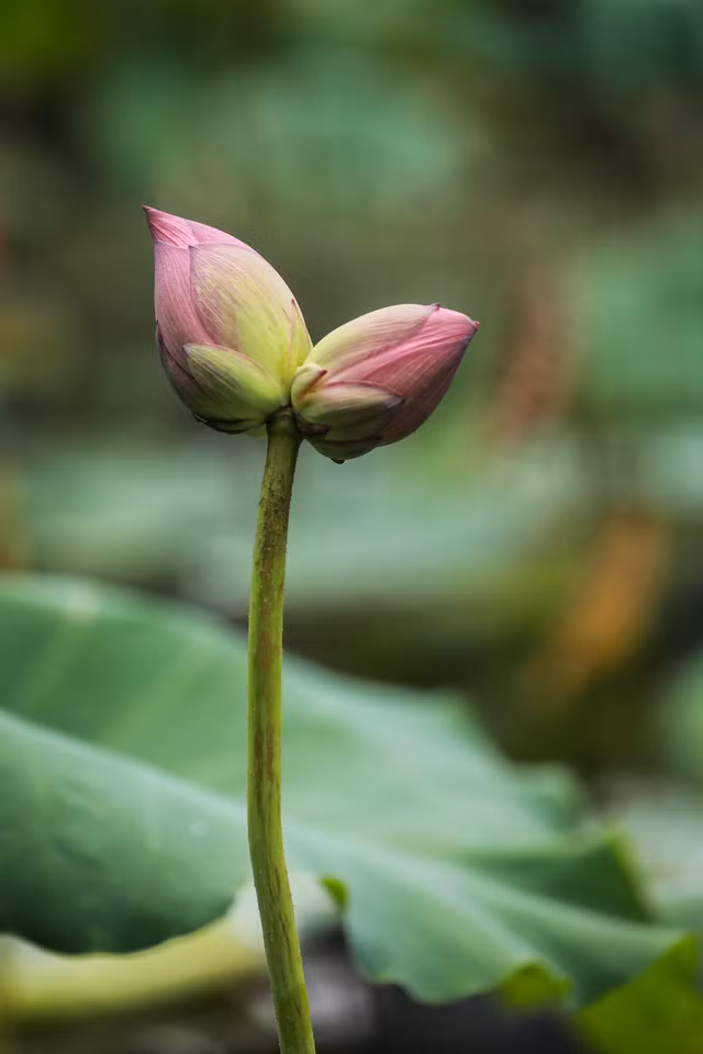 Những bông sen Tịnh Đế to đều và cân bằng nhau, màu sắc như nhau và nở cùng nhau là rất hiếm. Ảnh: VTV