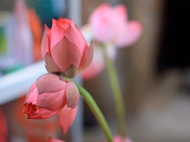 Theo người bán, tùy bông xấu đẹp, nở đều hay lệch bông to nhỏ mà Tịnh Đế sẽ có giá khác nhau. Ảnh: Internet