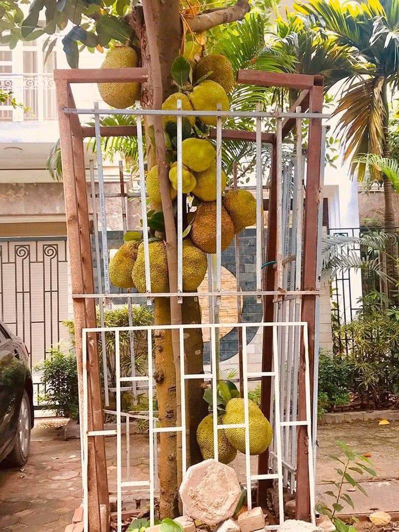 Rào bằng thép thôi chưa đủ, phải dằn thêm vài tảng đá to to bên dưới mới bảo vệ được những trái mít. Ảnh: Doanh nghiệp và Tiếp thị