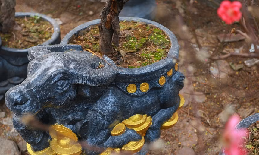 Chậu đế hình trâu được đúc bằng xi măng, quét sơn phủ lên trên. Công việc chuẩn bị đúc và chuyển gốc vào chậu được tiến hành trước Tết khoảng hơn 4 tháng để ổn định rễ. Ảnh: Zing.