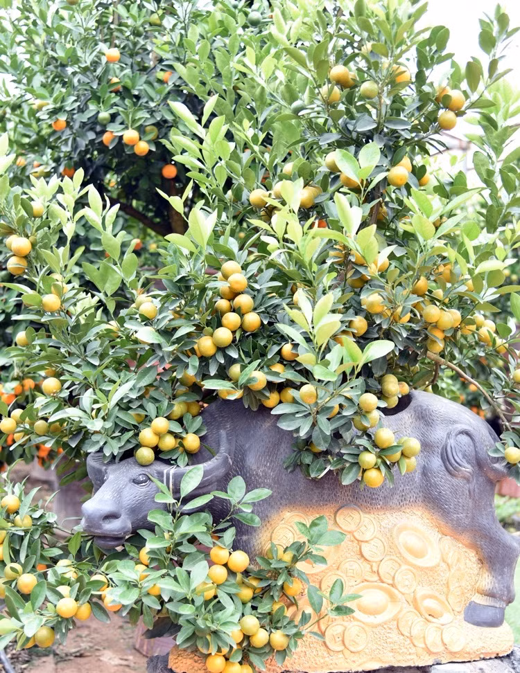 Tùy vào kích cỡ mà mỗi chú trâu cõng quất có giá khác nhau. Loại nhỏ giá từ 1,5 - 2 triệu đồng, trâu vàng cỡ trung là 3 - 6 triệu đồng/con, trâu vàng khổng lồ thì đắt đỏ hơn cả, dao động từ 8 - 10 triệu đồng/con. Ảnh: Báo công thương.