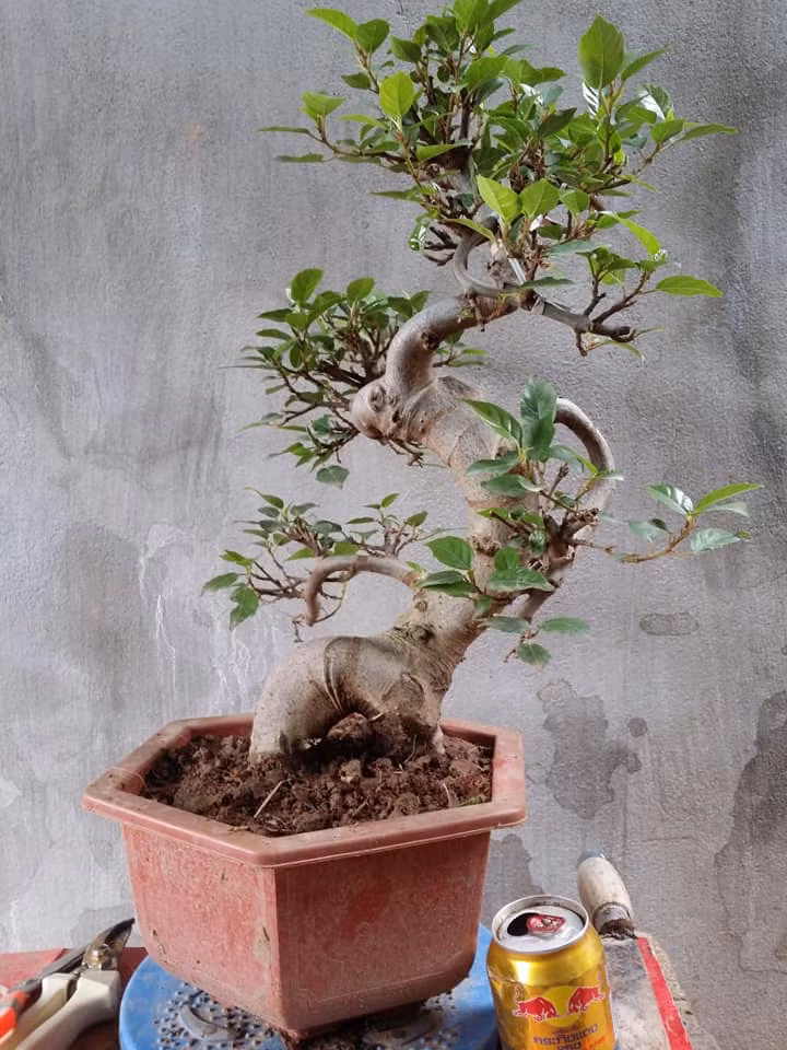 Sung cảnh mini phù hợp với túi tiền của đa số người dân. Ảnh: Facebook.