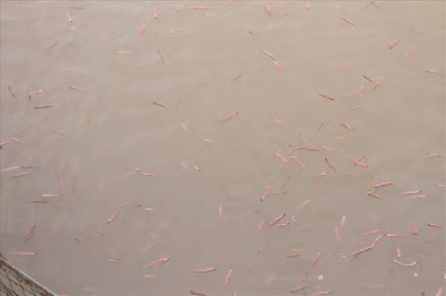 Tại Hải Dương, nhiều hộ gia đình chuyển sang nuôi đặc sản rươi. Những năm mất mùa, rươi khan hiếm, giá lên đến 800.000 đồng/kg. Nhà nuôi ít thì lãi trên 100 triệu đồng, nhà nuôi nhiều lên đến 500 triệu đồng mỗi năm. Ảnh: Dân Việt