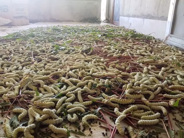 Tại một số tỉnh như Phú Thọ, Tuyên Quang...nghề nuôi tằm lá sắn trở thành nguồn thu nhập chính của nhiều hộ dân. Ảnh: Vietnamnet