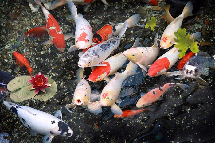 Tượng trưng cho sự tốt đẹp nên cá Koi được cho là loài cá phong thủy đem lại sự giàu có, thành công cho gia chủ. Không ít người cho rằng nuôi cá Koi rất khó. Ảnh: Sanvuonadong