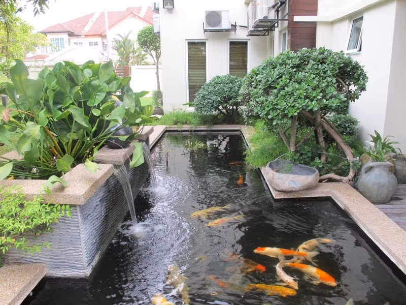 Trên thực tế, cá Koi cũng là một loài tương đối dễ nuôi vì bản tính hiền lành. Tuy nhiên, cách chăm sóc cá Koi đòi hỏi sự cẩn thận, tỉ mỉ để cá luôn khỏe mạnh. Ảnh: Kientructayho