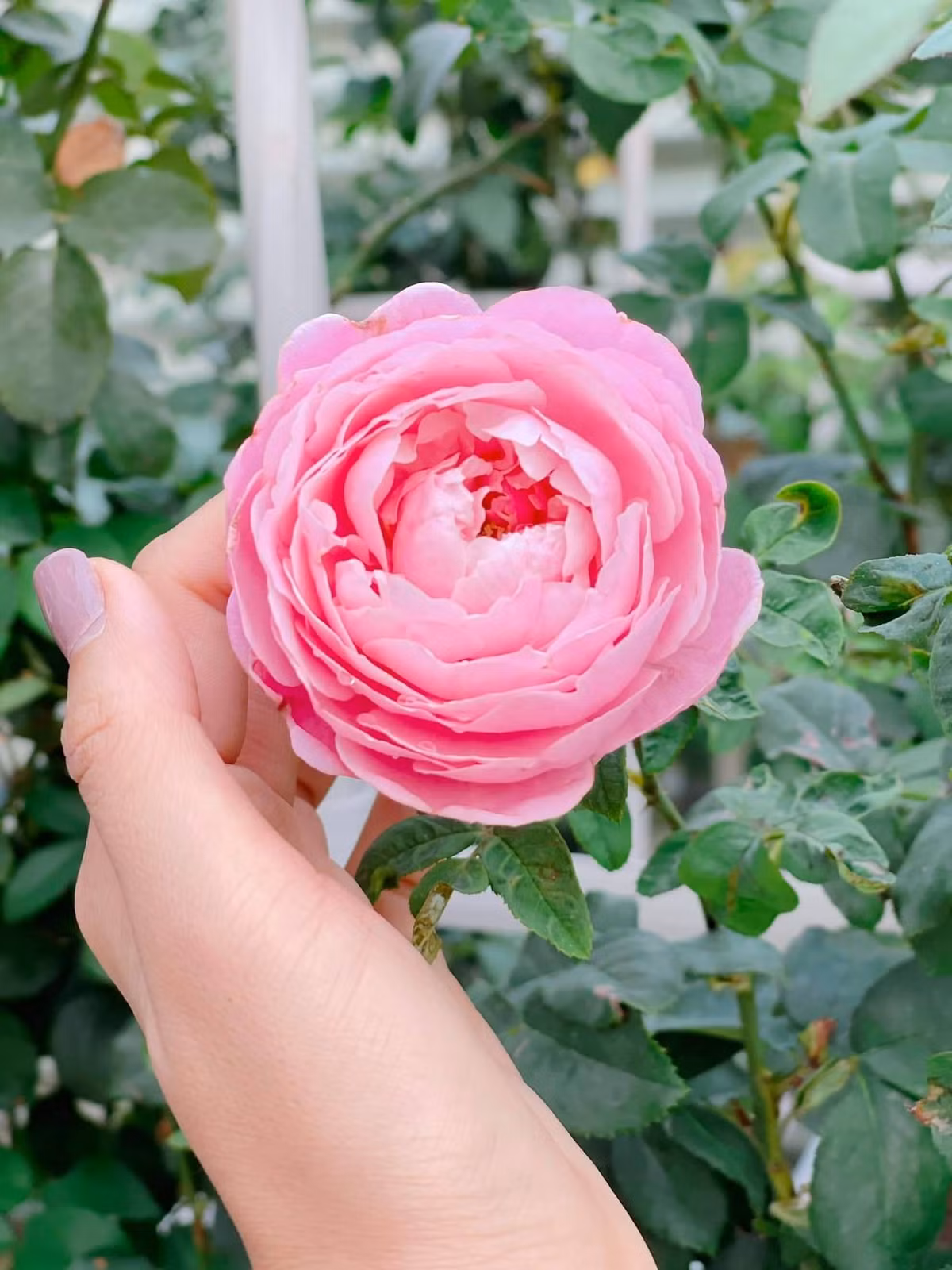 Các loại hồng được Ốc Thanh Vân trồng đều là những loại giống đắt đỏ và cần có sự đầu tư lớn khi nuôi trồng.