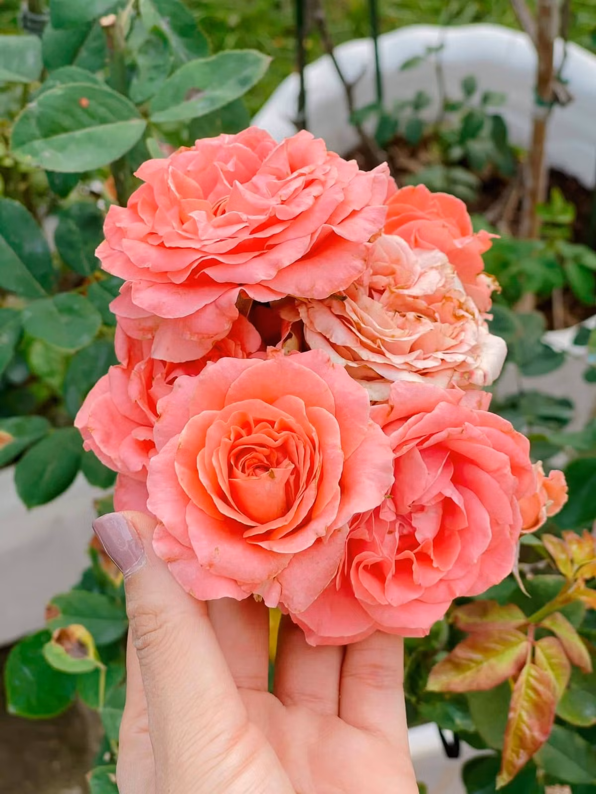 Theo đó, MC Ốc Thanh Vân trồng rất nhiều hoa hồng.