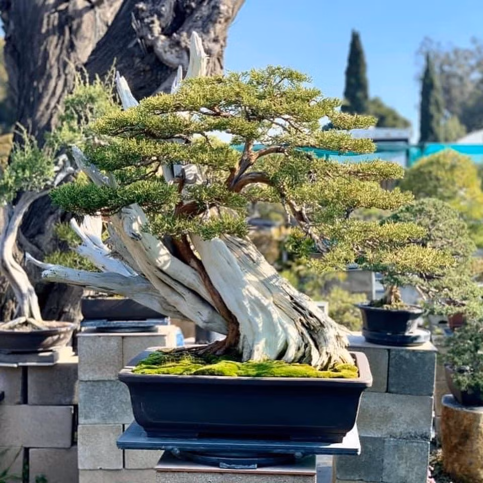 Vườn bonsai được Bằng Kiều bố trí hệ thống tưới cây tự động. Ảnh: FBNV