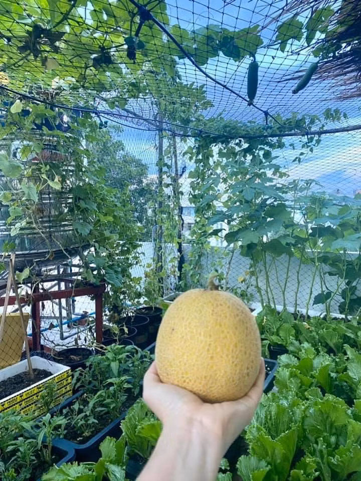 Ngoài rau, chị còn trồng 12 thùng dưa lưới, 4 thùng dưa hấu và 1 cây ổi. Ảnh: Thoidaiplus.suckhoedoisong
