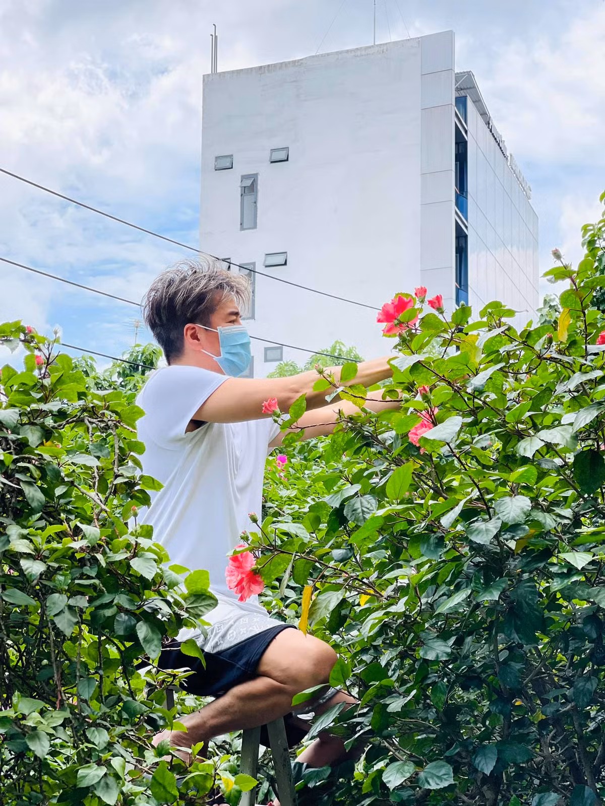 Trong vườn nhà Mr Đàm còn trồng nhiều hoa hồng leo, hoa tigon, tường vi...
