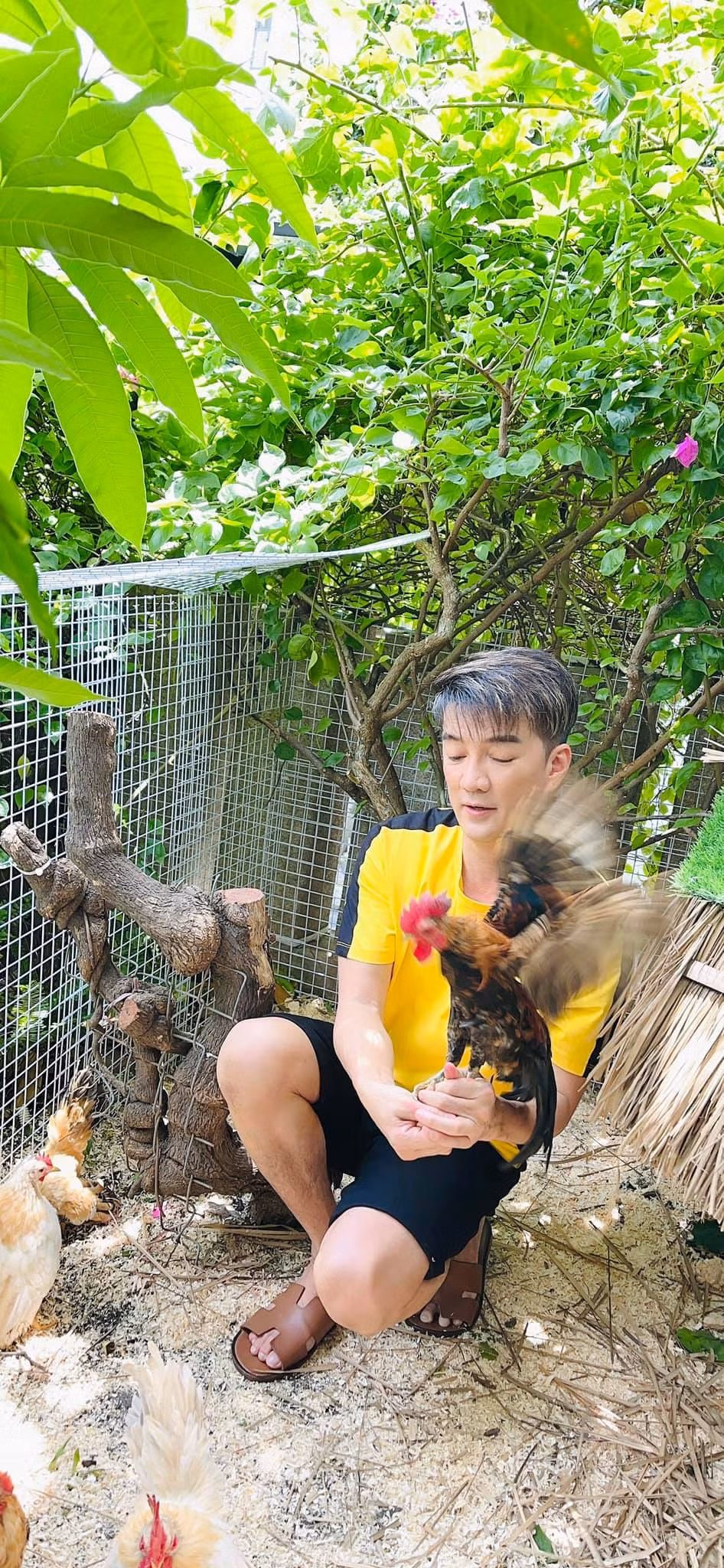 Những chú gà tuyệt đẹp.