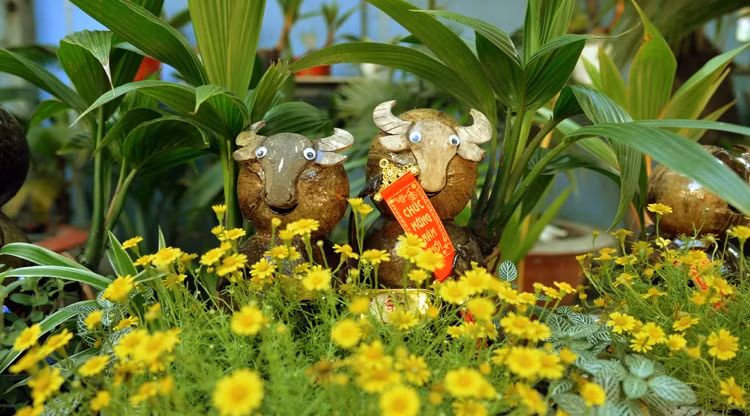Để cho ra một chậu bonsai dừa hình trâu mất khá nhiều thời gian, nên chi phí khá cao, từ 500.000 – 700.000 đồng/chậu đến 1 - 2 triệu đồng/cặp tùy thuộc vào kích thước, hình dáng. Ảnh: Baotintuc.