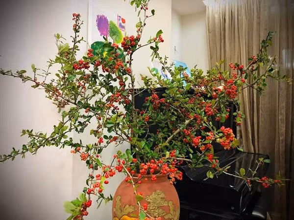 Cherry rừng bán theo bó, mỗi bó từ 130.000 - 200.000 đồng (gồm 2-4 cành). Ảnh: Facebook.