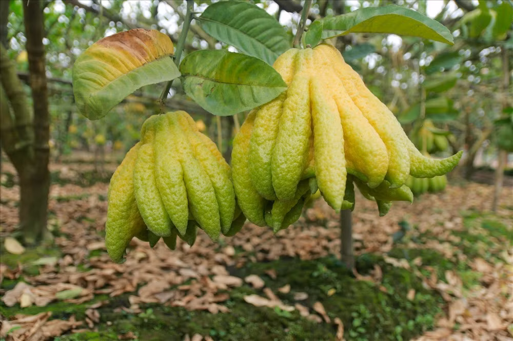 Quả Phật thủ to, nhiều tầng, nhiều "ngón tay" dài, vươn rộng được đánh giá cao, giá từ 1 - 2 triệu đồng, thậm chí lên đến 10 triệu đồng/quả. Ảnh: Lao động.