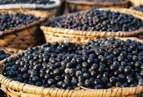 Quả cọ thường được bán với giá từ 60.000 - 70.000 đồng/kg. Cọ nếp thì giá cao hơn lên tới gần 100.000 đồng/kg khách vẫn tranh nhau mua.