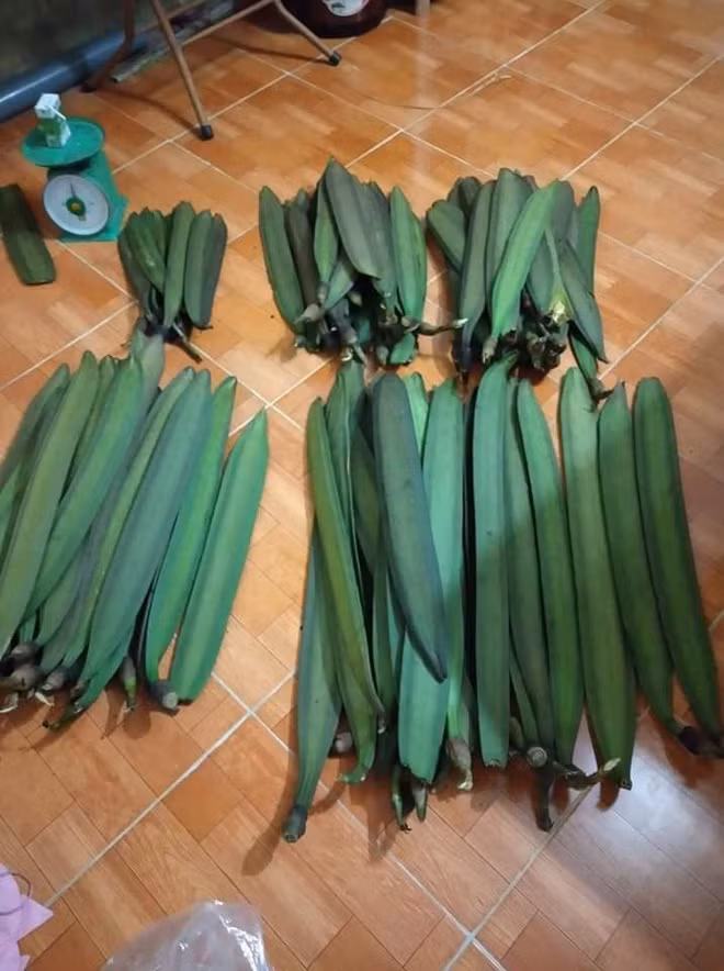 Quả núc nác được bán nhiều trên chợ mạng với giá từ 70.000 - 100.000 đồng/kg. Người bán cho biết, số lượng không nhiều nên ai muốn mua số lượng lớn thì phải đặt từ trước.