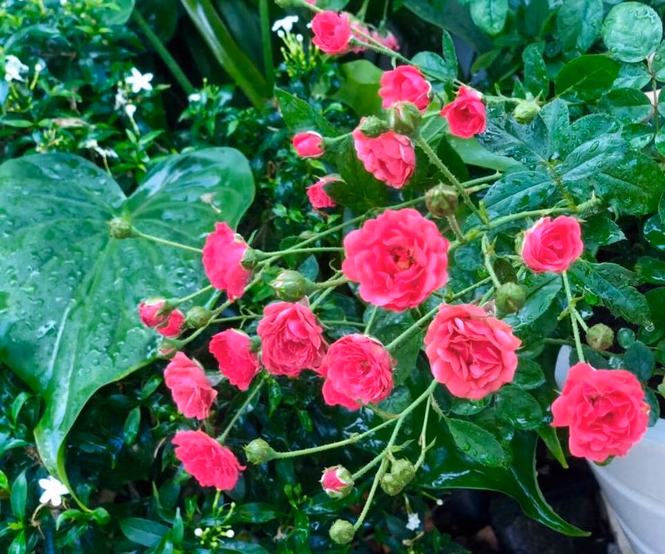 Nước được tưới hai lần mỗi ngày, vào buổi sáng và chiều muộn.