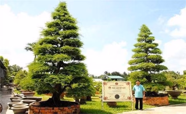 Cặp me này được anh Lộc mua năm 1993 ở Tiền Giang với giá khoảng 40 triệu đồng. Sau gần 30 năm chăm sóc, hiện 2 cây đều đạt chiều cao khoảng 6 m, bề hoành gốc 1,4 m và đường kinh tán lớn nhất khoảng 3 m. Ảnh: Dân Việt.