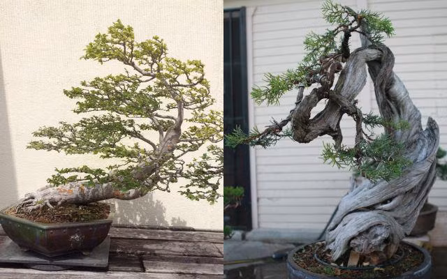 Bên cạnh những cây tùng, bách quý hiếm chủ yếu được trồng tại vườn nhà, Bằng Kiều còn sở hữu cây khuynh điệp cao nhất trong thành phố nơi anh sống tại Mỹ. Ảnh: FBNV.