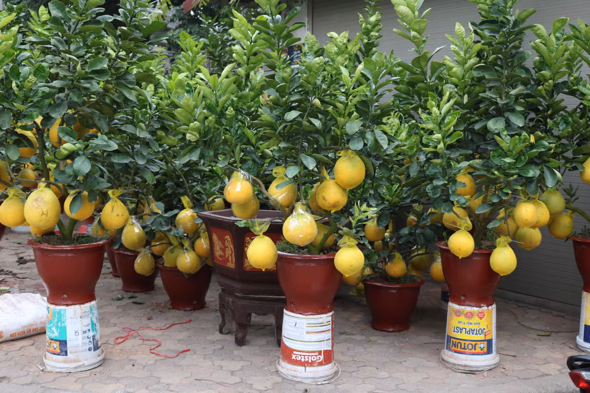 Giá bưởi bonsai phụ thuộc vào lượng quả cũng như dáng của cây, dao động từ vài triệu tới vài chục triệu đồng. Ảnh: Vietq.
