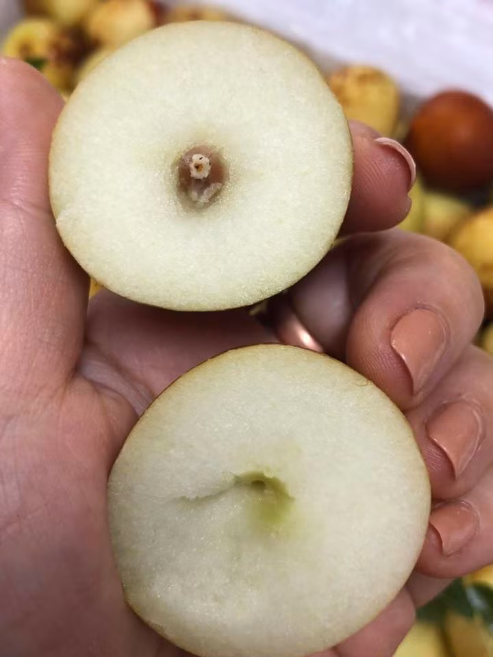 Tuy vẻ bề ngoài không bắt mắt nhưng hồng táo lại rất ngon, giòn và ngọt. Táo tàu tươi được cho là rất giàu dinh dưỡng và tốt cho sức khỏe. Ảnh: Hoaquauudam