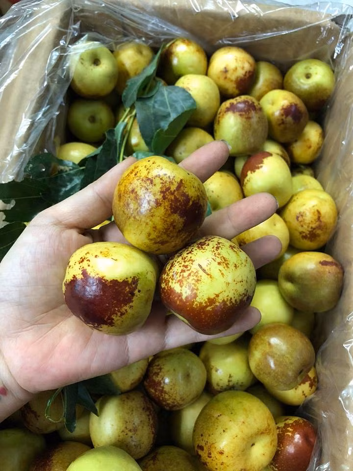 Khi chín, hồng táo chuyển sang màu thâm xỉn nâu cánh gián khiến nhiều người nhầm tưởng là quả bị thối hỏng. Ảnh: Hoaquauudam