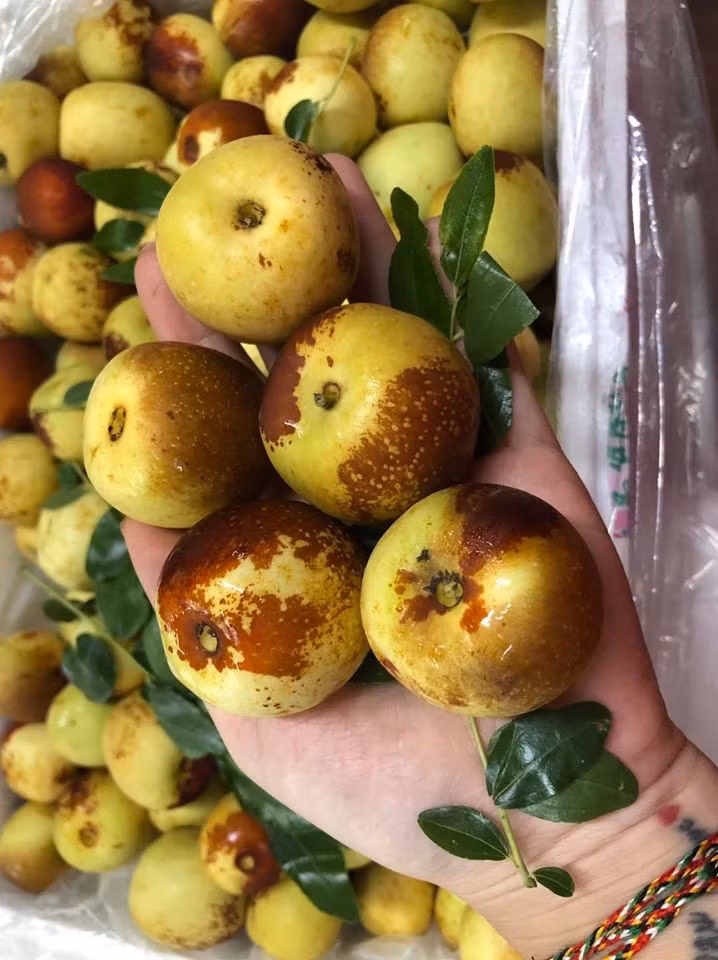 Vài năm gần đây, hồng táo tươi (táo tàu) Trung Quốc được bán nhiều tại thị trường Việt Nam. Loại táo này có kích thước tương đương quả táo chua ở Việt Nam. Ảnh: Hoaquauudam