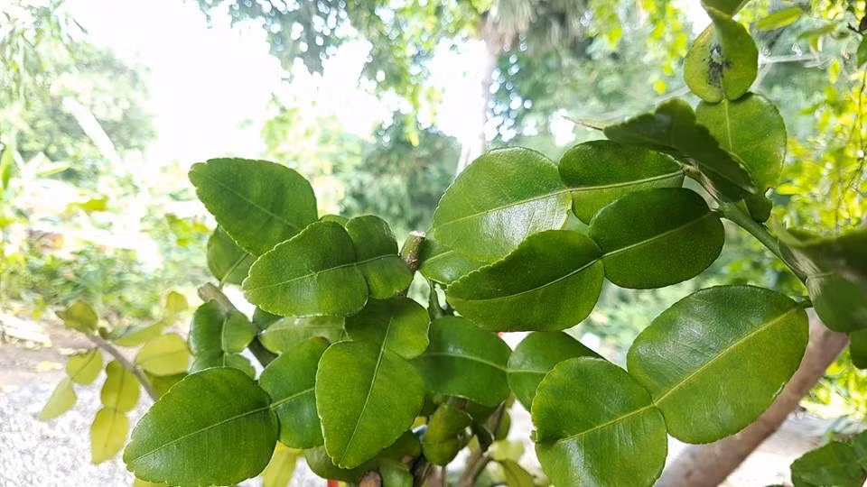 Từ vài năm trước, lá chanh đã được một số công ty thu gom với số lượng hàng chục tấn để xuất khẩu sang thị trường châu Âu, thu về cả triệu USD. Ảnh: Goodprice