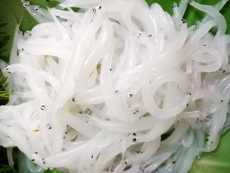 Cá ngần cũng là một đặc sản sông Đà được người tiêu dùng ưa chuộng. Vào tháng 4-5 hàng năm, cá ngần sông Đà lại xuất hiện và bày bán nhiều trên thị trường. Giá bán dao động từ 200.000 – 300.000 đồng/kg. Ảnh: Tieudung