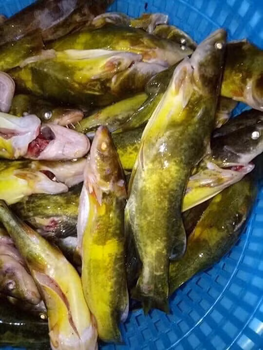 Theo người bán, cá bò vàng có quanh năm, song vào mùa hè cá mới có nhiều giá dao động từ 220.000-250.000 đồng/kg. Ảnh: FB Hai san Van Don