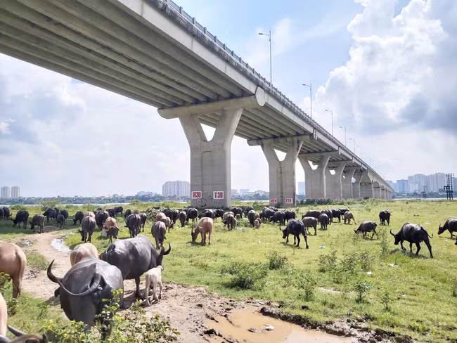 Mỗi năm đàn trâu lại cho ra đời những lứa trâu mới, thu về hàng trăm triệu đồng cho gia đình bà Hải. Ảnh: Dân Việt.