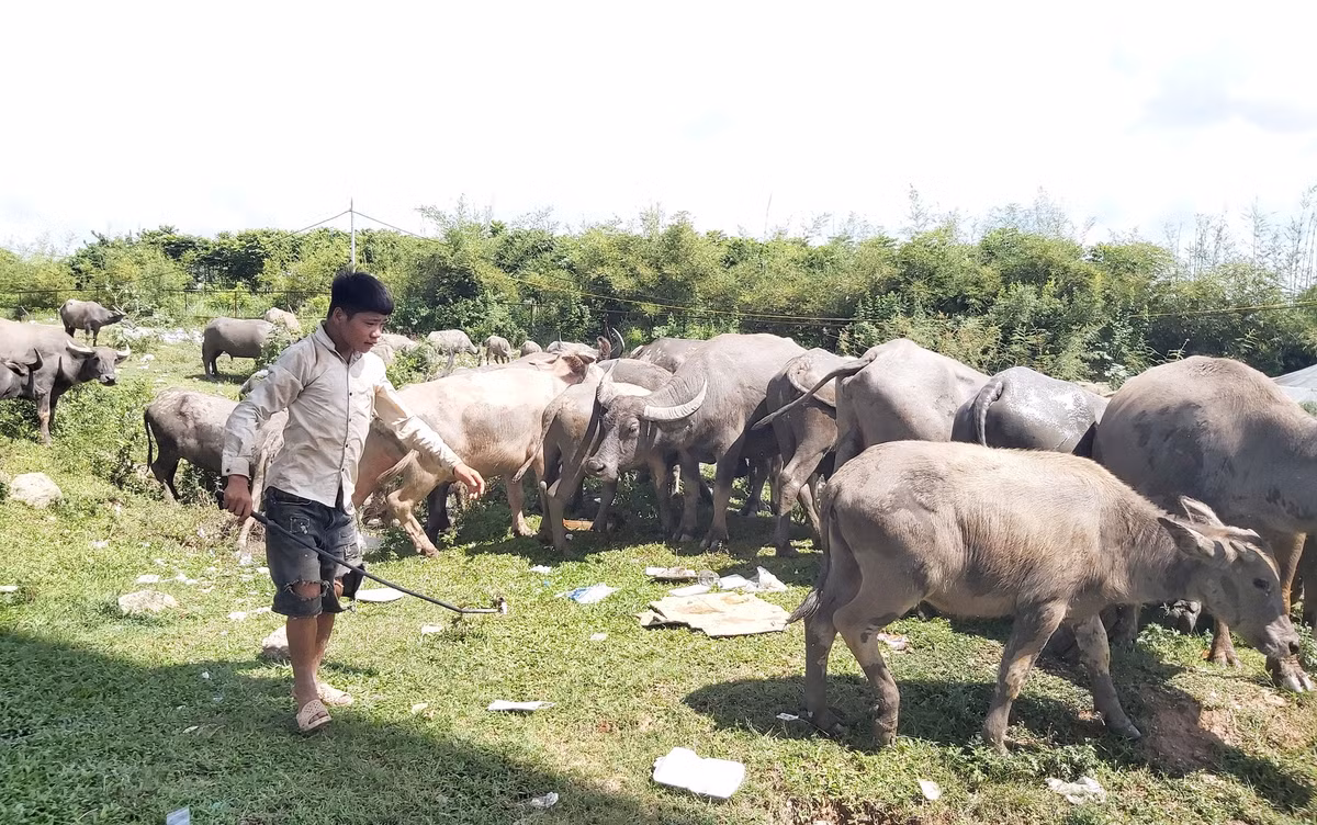 Để quản lý gần 200 con trâu, vợ chồng bà Hải thuê 5 nhân công chuyên việc chăn dắt trâu và 3 người chuyên cắt cỏ cho trâu và trồng ngô để trâu ăn. Lương của mỗi người trung bình 5 đến 7 triệu đồng/tháng. Ảnh: Dân Việt.