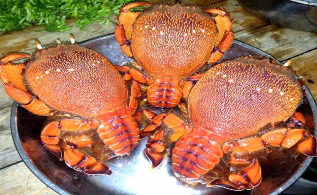 Cua huỳnh đế có nhiều ở các vùng biển Quy Nhơn (Bình Định), Phú Yên, Tuy Phong (Bình Thuận), Sa Huỳnh (Quảng Ngãi), Cam Ranh (Khánh Hòa). Giá cua sống từ 400.000 - 1,5 triệu đồng/kg tùy kích thước.