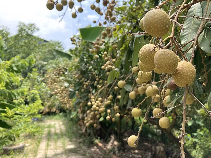 Vườn nhãn rộng và sai trĩu quả. Ảnh: Lao động