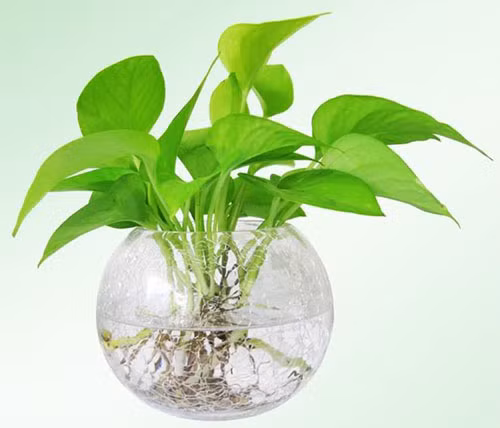 Trầu bà có thể sống trong đất hoặc thủy canh, bạn có thể trồng cây trầu bà để bàn, treo tường, treo ban công...